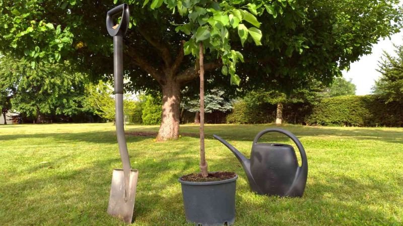 9 Tips For Maintaining Healthy Trees In Your Yard